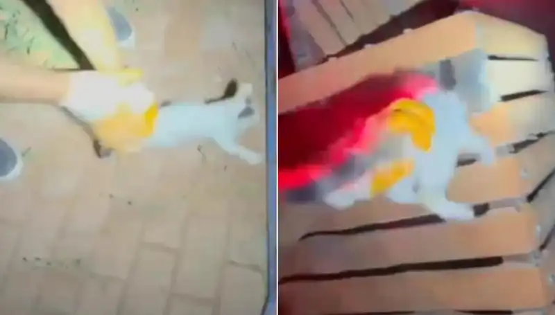 İtfaiye Gece Yarımda Kurtarılan Kedinin Kahramanları Oldu