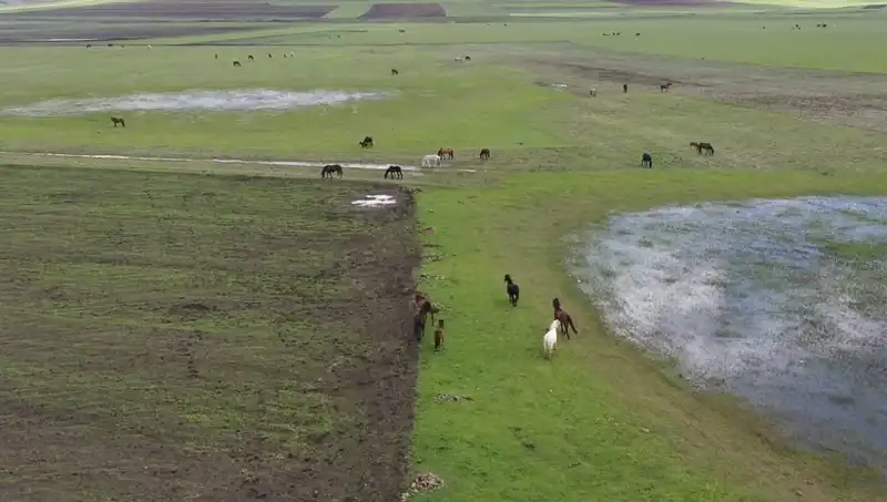 Kars'ta Yılkı Atlarının Büyüleyici Dansı: Doğanın Kalbinde Bir Yolculuk