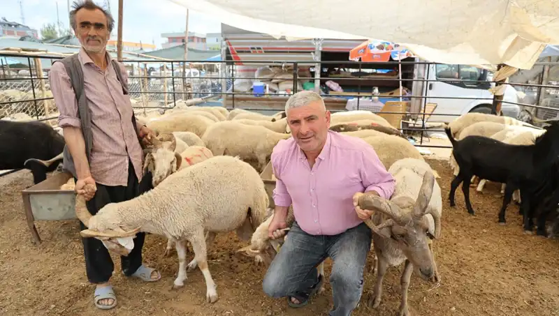 Kurban Pazarında Şaşırtan Fiyatlar: 4 Boynuzlu Koçlar Neden Gözde?