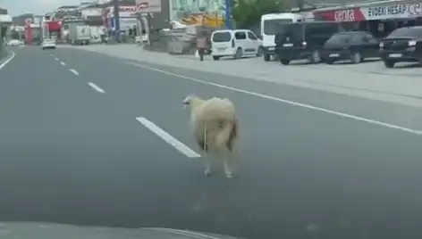 Yalova'da Kaçan Kurbanlık Hayvanlar Trafiği Karamel Renkli Bir Kaosa Sürükledi