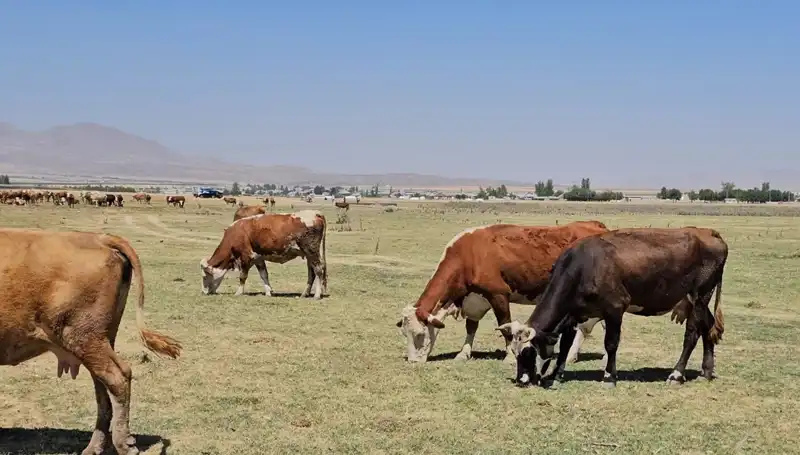 Arin Gölü'ndeki Kuruma, Bölgedeki Su Kaynaklarını Tehdit Ediyor