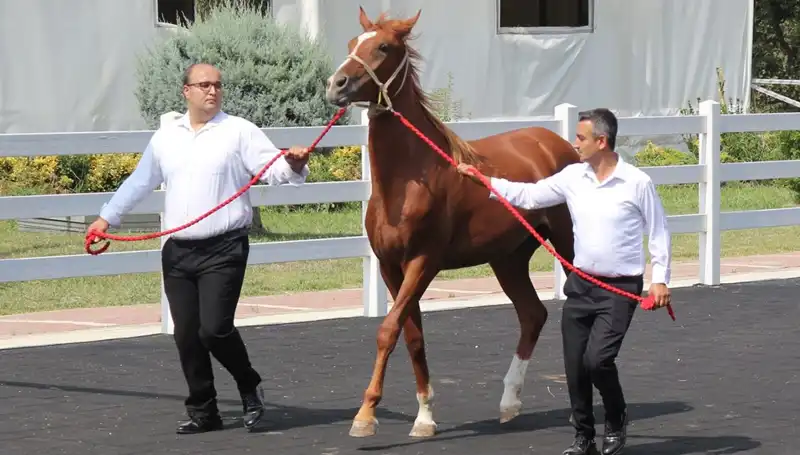 Taşkın Kral: Rekor Başarı ve Şampiyonluk Hikayesi