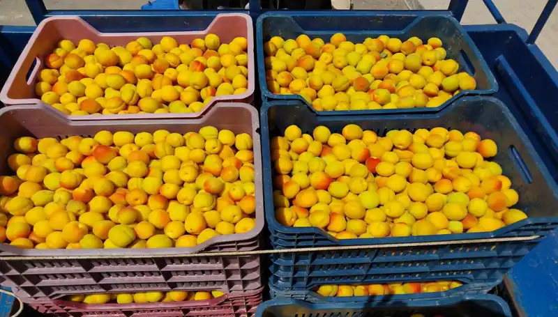 İlk Hasat Heyecanı: 500 TL’lik Ürünler Pazara Çıktı