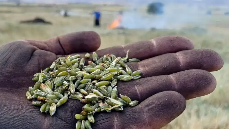 Firik Sezonu Başladı: Lezzeti ve Faydaları ile Sofralarımızda!