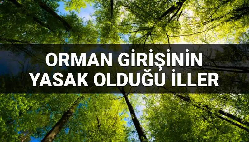2025'te Ormanlara Girişinin Yasaklandığı İlleri Keşfedin!