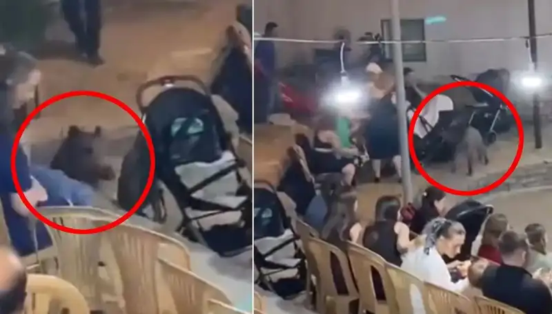 Düğünde Yaban Domuzu Paniği: Konuklar Fırladı, Gelin Ve Damat Şaşkın!