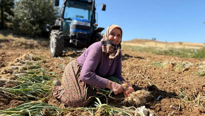 Selenyum Zengini Ürün: Tarladan Günlük 1200 Liraya Toplanıyor!