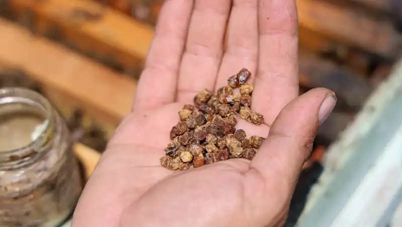 Çöpe Atılırken Şimdi Kilosu 3 Bin TL! Protein Zengini Besinler