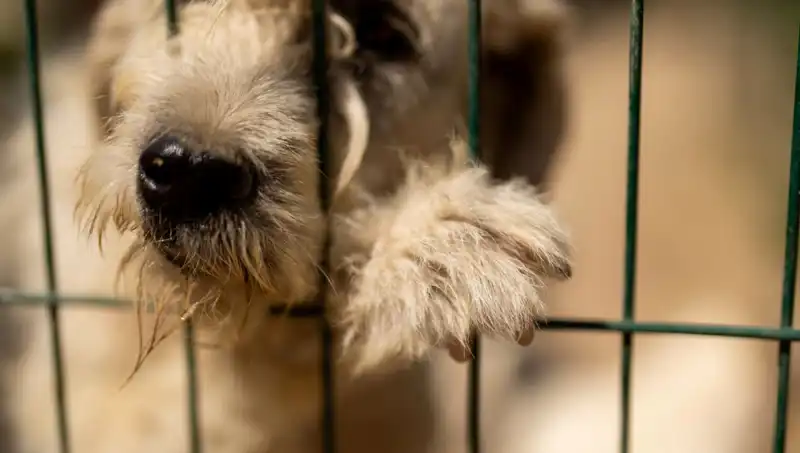 İş Stresi: Sadece İnsanları Değil, Köpekleri de Etkileyen Bir Tehlike