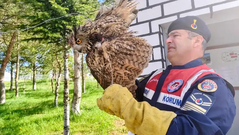 Puhu Kuşu Dikenli Tellere Takıldı, Sağlığına Kavuşacak mı?