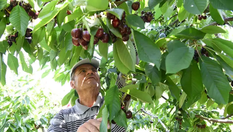 Lapseki Devi: Çay Bardağına Sığmayan Devasa Sebze
