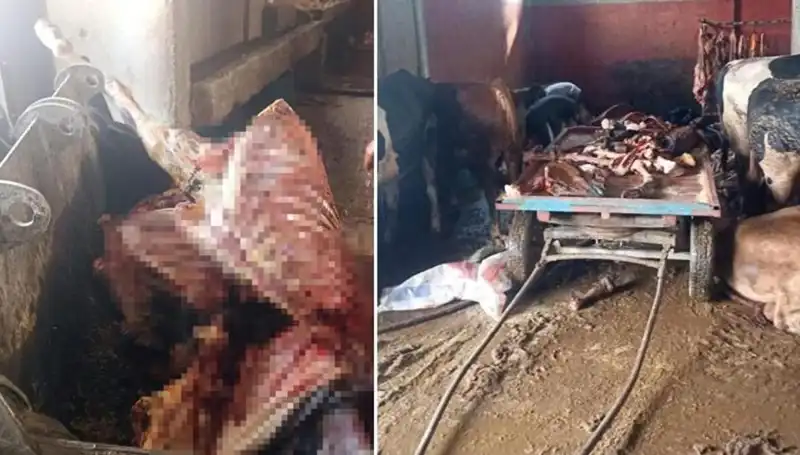 Adana’da 2,5 Ton At Eti Ele Geçirildi, 4 At Kurtarıldı