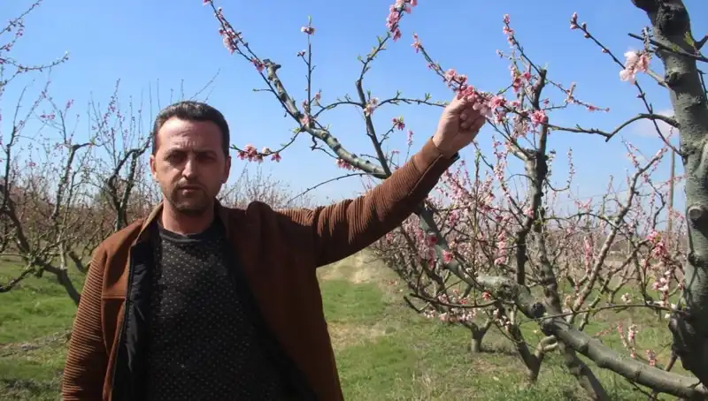 Don Olayı Baharın Gelişini Tehdit Ediyor: Çiçek Açan Ağaçlar Etkileniyor