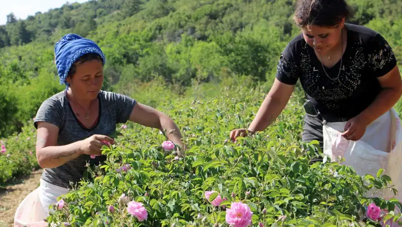 Zirai Don Felaketi: Tarım Üzerindeki Yıkıcı Etkileri ve Çözüm Süreçleri