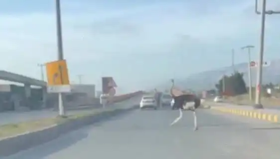 Trafikte Deve Kuşunun Görülmesi, Sürücülerde Şaşkınlık Yarattı