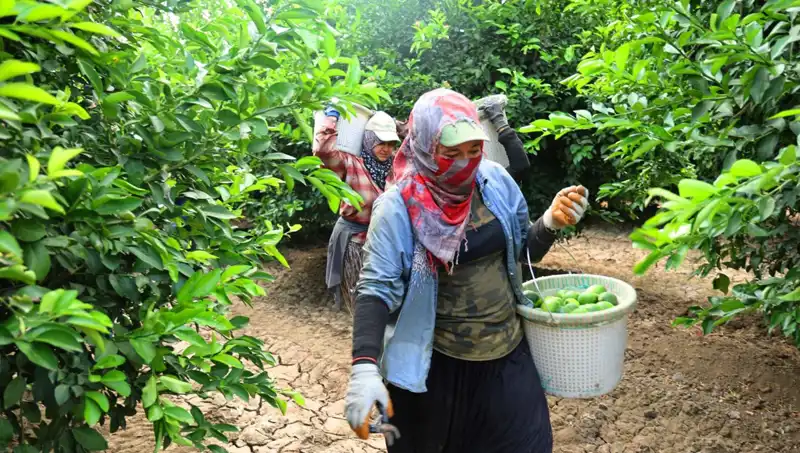 Marketlere Eylül'de Damga Vuran Meyve: Kilosu 150 Lirayı Aşan Ürünlerin Fiyatı Düşecek Mi?