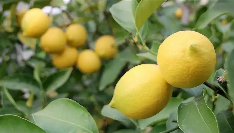 Limonun Fiyatı Uçtu: Alıcılar Ne Yapacak?